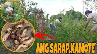 SWEET POTATO IN POT, POSSIBLE KAYA?