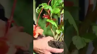 Как хранить бегонии зимой 🥀