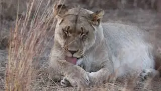 Come home to the bush, come home to Nambiti Plains Lodge.