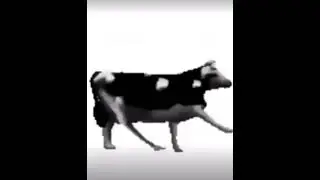 Dancing polish cow meme