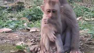 Stinky angry Bravo #babymonkey #animals #shortvideo