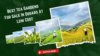 Best Tea Gardens For Sale In Dooars At Low Cost