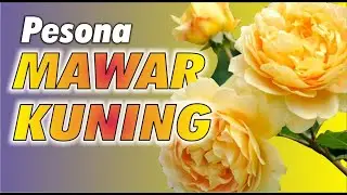 PESONA MAWAR KUNING