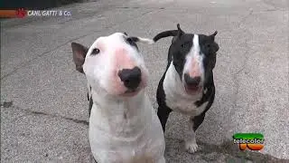 Cani e gatti: Rescue Bau, Bull terrier e raduno nazionale UCIS 25.11.2017