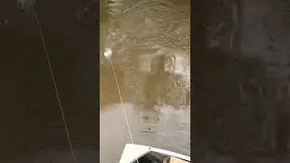 Who knows what kind of invasive fish this is?