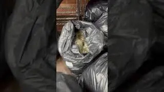 #carts #Muha #hash #trap #disposables #fryds #plug #bando #cali #exotics #bags