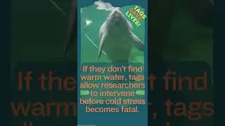 Learn about manatee tagging & tracking!