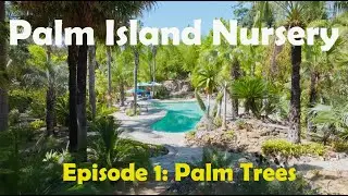 Palm Island Nursery - Palm Trees