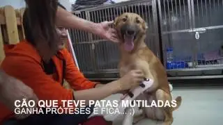 Pr&oacute;teses Caninas