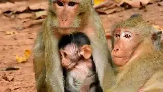 Monkey Grab In Cambodia Good All Monkeys In Khmer Full 03