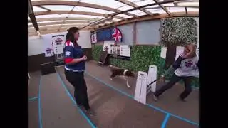 BFA Flyball Foundations - Episode Five: Sequence Jump Training