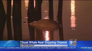 Scientists Unsure What Killed Long Beach Whale