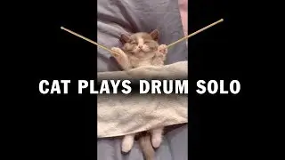 Cat Plays Drum Solo