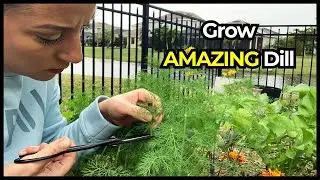 Harvest Dill to Encourage Growth PLUS How to Use It