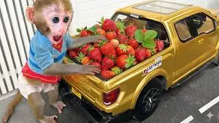 小猴子 Gogo 被彩色小鴨嚇到 🚗🦆😲| Gogo Monkey Life