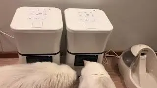 Best Automatic Pet Feeder (PetTec)