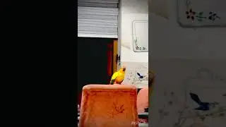 Hello mithoo#sunconuremalayalam#price#animals#funny momments#cage#parrot#viralvedio#feedingseeds#