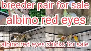 visit part 2 ma aviary breeder pair for sale and chicks for sale #youtube #nexus birds #Khurrambirds