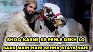How to Buy Cattle for Raising & Feeding? How to Identify Breed & Quality Points?