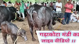 #गढ़ाकोटा #पशुमंडी का लाइव रेट !! #sp_dairy_farm #pashupalan #murrah_buffalo_for_sale #cow_farming ✨