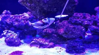 Feeding Predatory Marine Tank