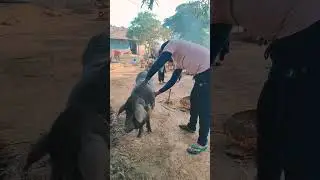 village natural Life #amazing village life #new Viral video #new trending song's #youtube shorts