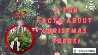 5 FUN FACTS ABOUT CHRISTMAS TREES! IVY TV KIDS! #christmastrees #christmastime