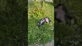 Adi genie&szlig;t das weiche Gras 230522