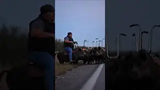 What&rsquo;s the speed limit on a hog? Asking for a friend 🐗#hogverse #everythingmustgowrong
