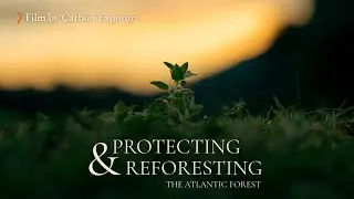 Protecting and Reforesting the Atlantic Forest in Brazil - A Carbon Exposure Mini Documentary
