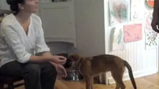 Isis - sit, down, roll over and paw commands - obedience and behavior shaping