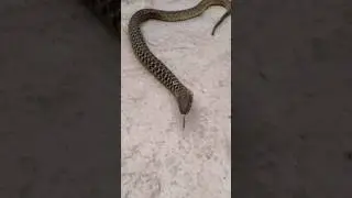 फैन कैसे बनता है जय सनके🐍# furtila# spectacle# cobra# Knuckle