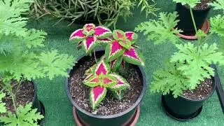 Happy plants all year!