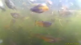Skiffia francesae in outdoor pond of Zoo Aquamaxima