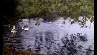 goose taking the daily shower.avi