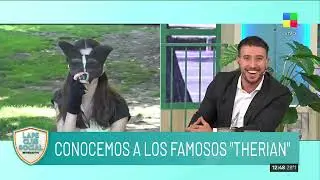 🦊 Los 