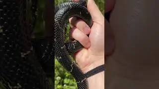 4 Kingsnakes in 60 Seconds! Tin Flipping for Snakes