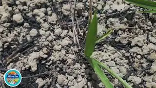 LIMPANDO TERRENO  PARA PLANTAR E COLHER.