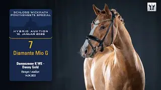 Ponyhengste Spezial/Hybrid Auktion Lot 7 Diamante Mio G Hengst v. Damaszener K WE - Danny Gold