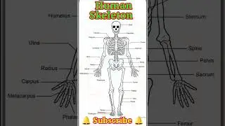 Body Parts Name 🦴 Human Skeletal System #human #bodyparts #shorts