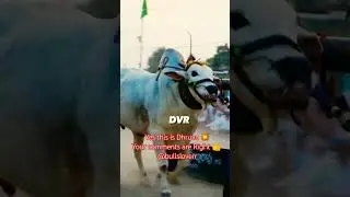 Yes this is Dhruva bull 🔥#dvr #trending #subscribe @bullsloverr