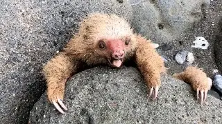 Baby Sloth Found Stranded On The Beach All Alone | Can Locals Help Him Find His Mother?