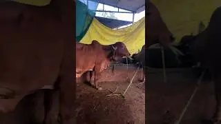 જય દ્વારકાધીશ 🙌 MILKING cows 🐄  #gircow #cow #villagelife #live #peaceful lifestyle #gujarat #milk