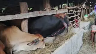 รำทำให้วัวกินหญ้าแก่แห้งดี