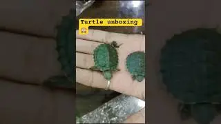 Red ear slider turtle unboxing #turtle #turtles #unboxing #unboxingvideo #trending #trendingshorts