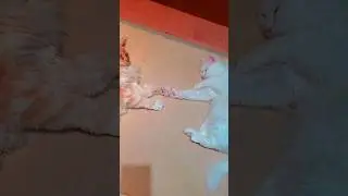 Why Cats Sleep Face to Face I #cutecats #shorts