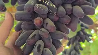 Бизнеси таёр аз ман гиред ватсап918777726 