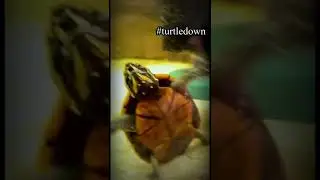 Musk Turtle #turtledown #stinkpot  #turtle
