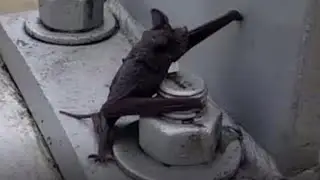 Houston residents rescue drowning bats