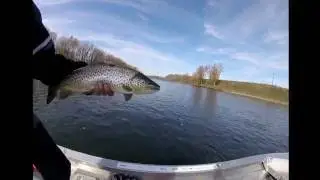 Bow River Trout Fishing October 2016